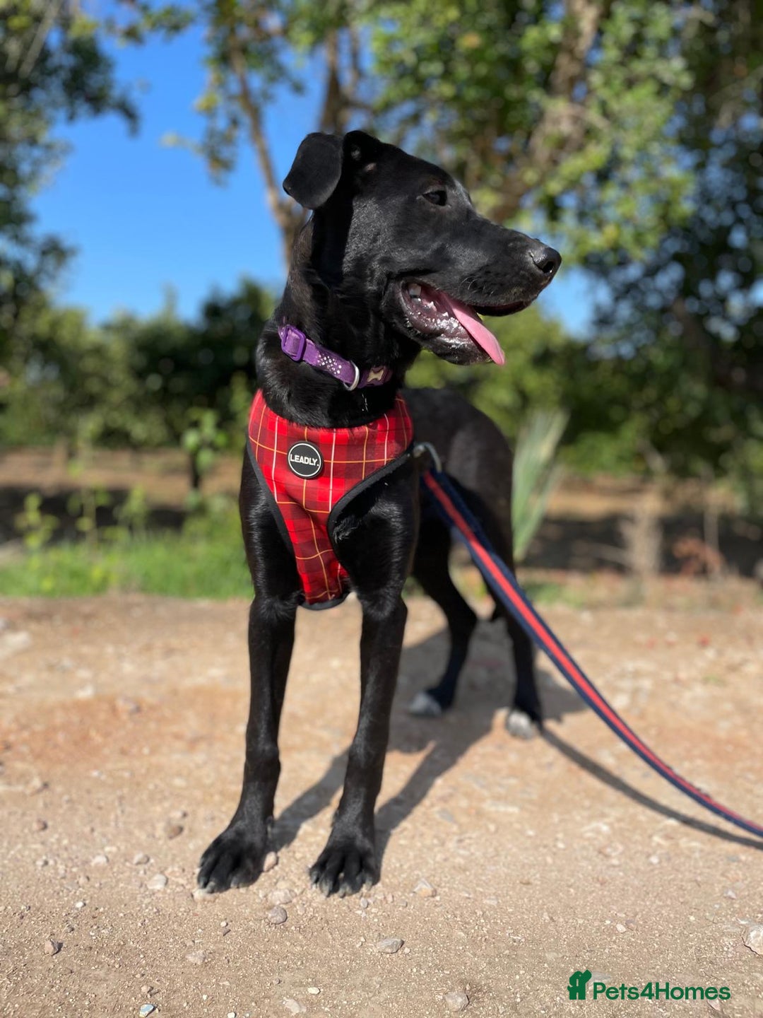 Mixed Breed dogs for adoption: Lovely Leah - Image 17