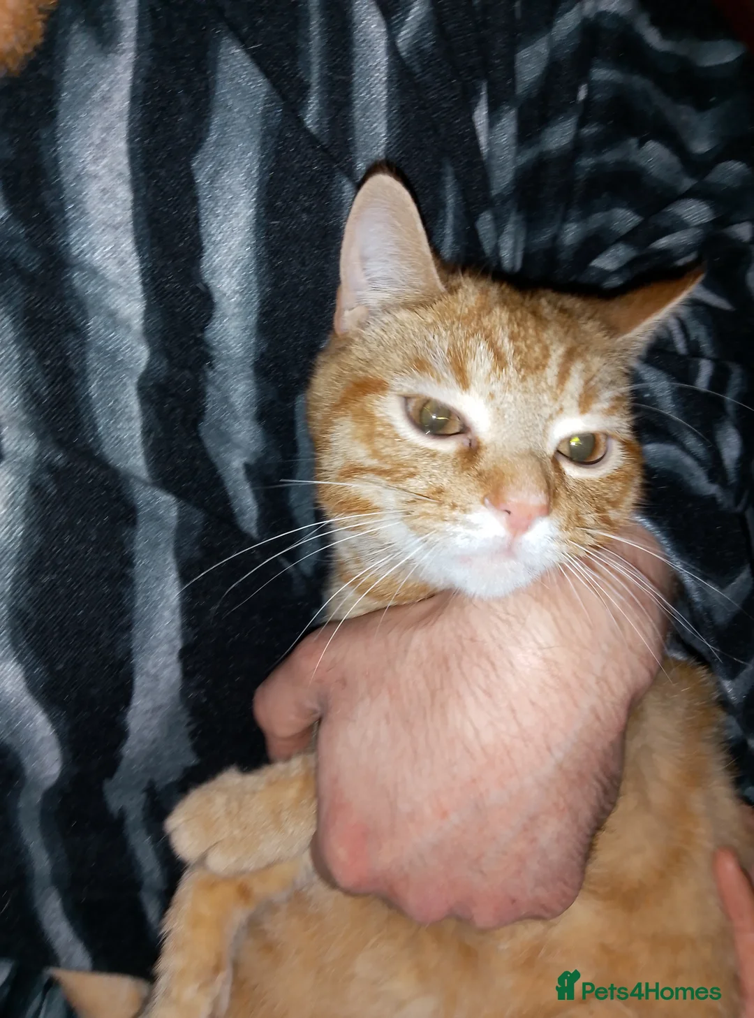 Mixed Breed cats for sale: Ginger male kitten 16 weeks old  - Advert 1