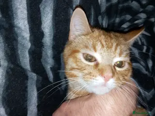 Mixed Breed cats Ginger male kitten 16 weeks old - Advert 1