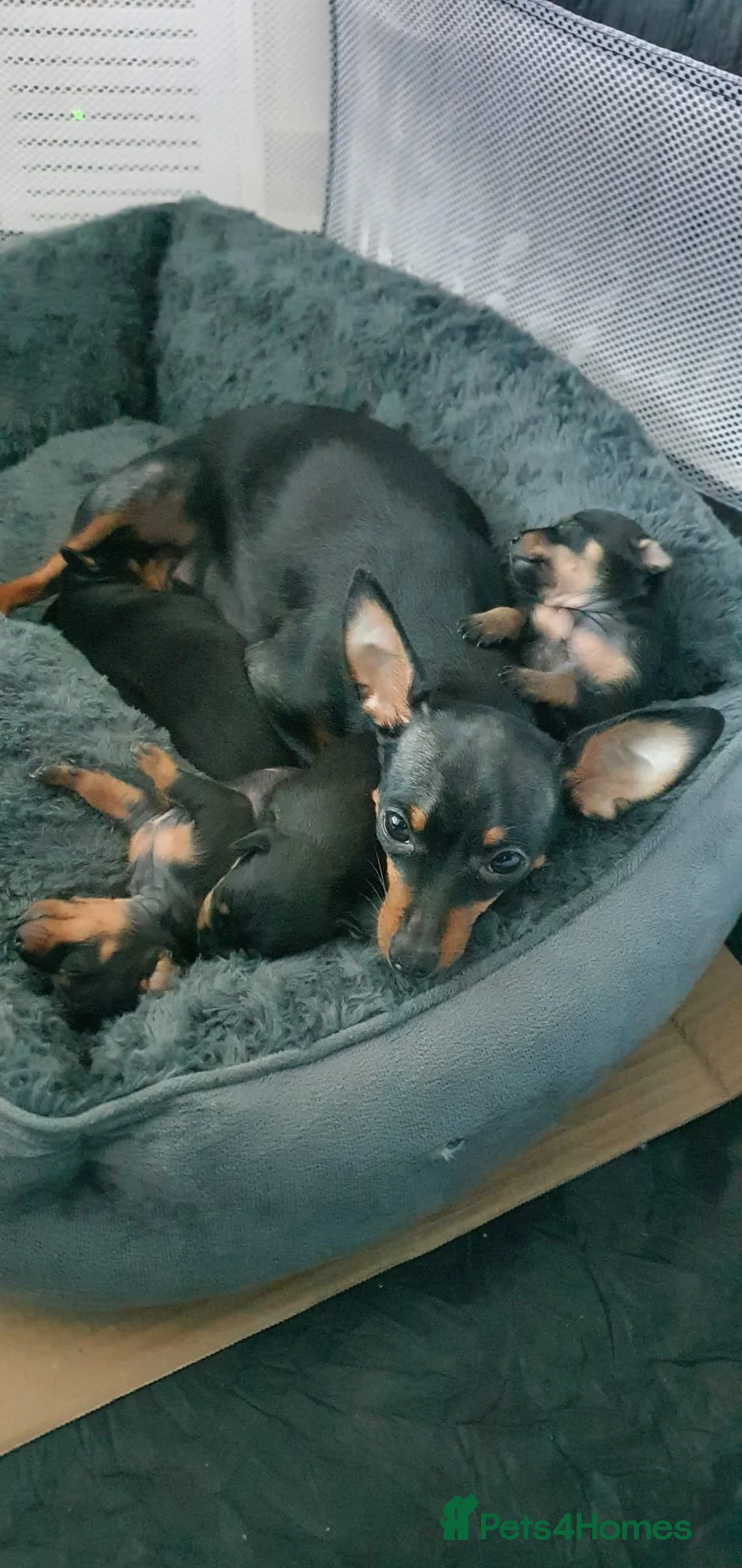 Miniature Pinscher dogs for sale: 4 lovely Puppys Prague Ratter (Pražský Krysařík) - Advert 2