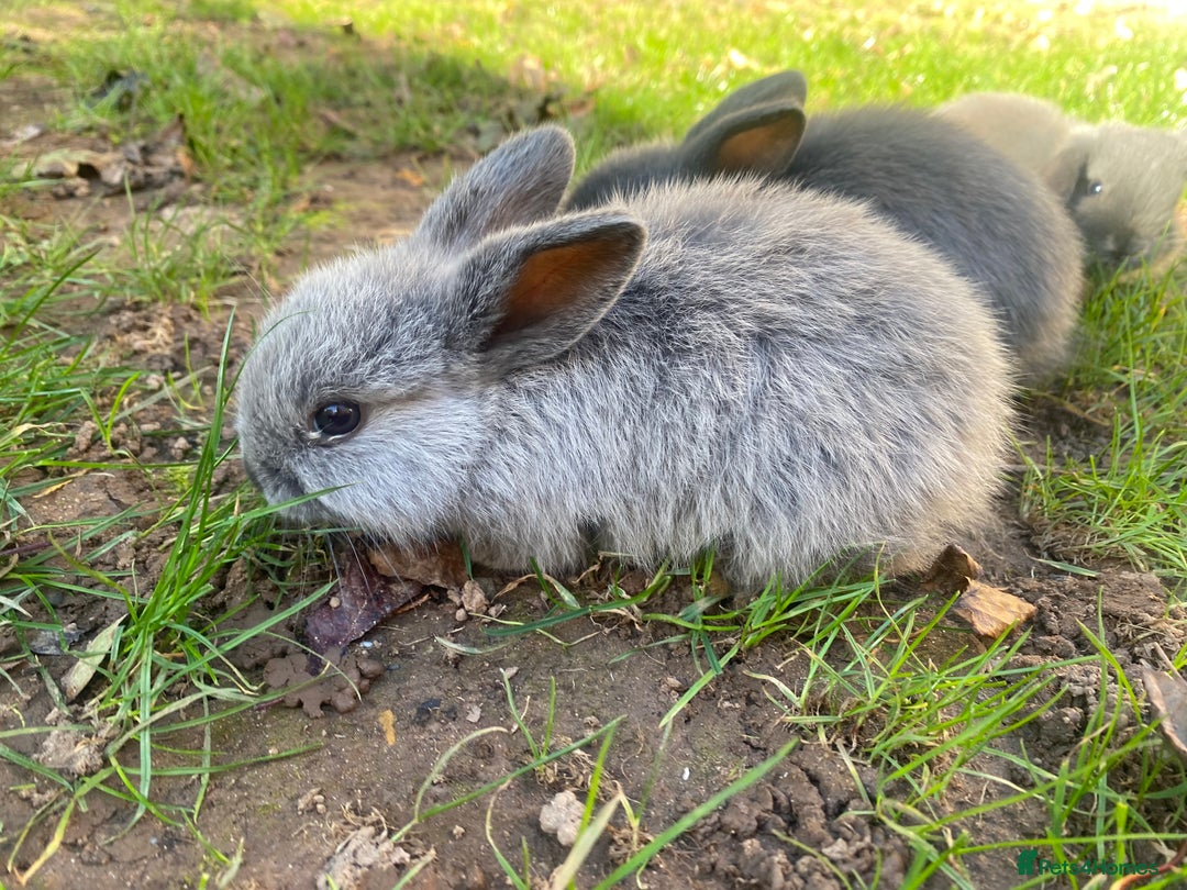 Mini Lion Lop rabbits for sale: 4 Baby Mini-Lops for sale - Image 3