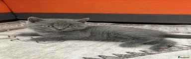 British Shorthair 2