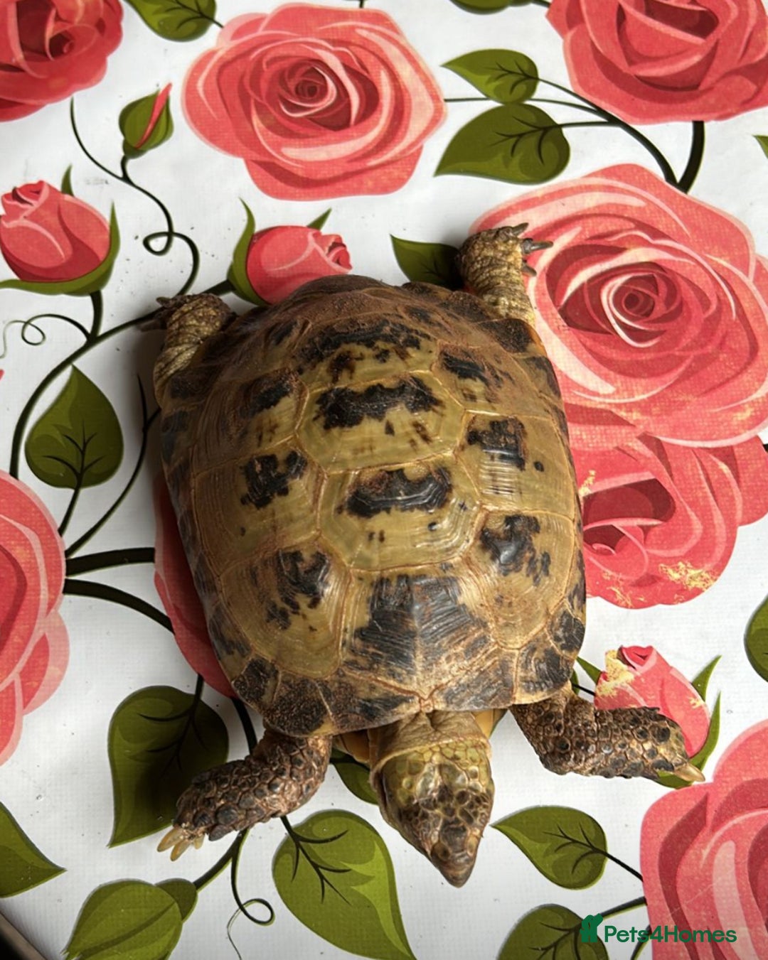 Tortoise reptiles for sale: Horsefield tortoise x2 - Image 4