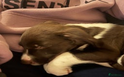 Sprollie dogs for sale: Female Sprollie puppy - Image 3