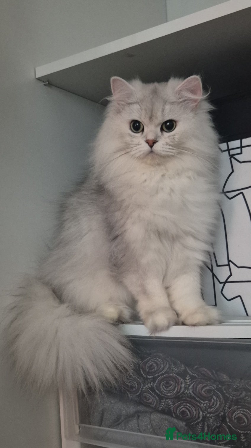 British Longhair cats for sale: Loving British Longhair Sweetheart  - Advert 6