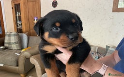 Rottweiler dogs for sale: Gorgeous KC Registered Rottweiler Puppies  - Image 26