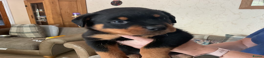 Rottweiler Puppy 7
