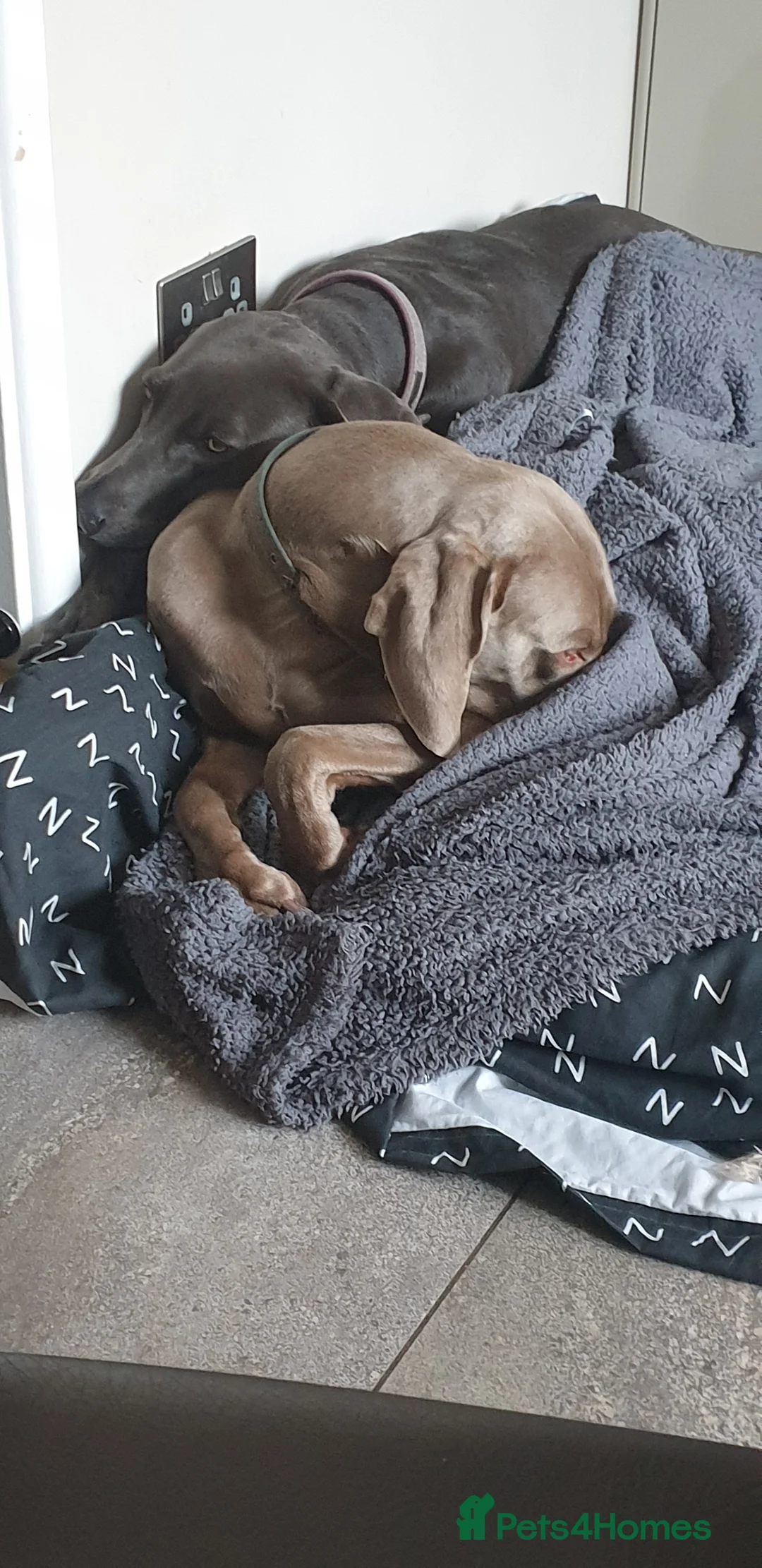 Weimaraner dogs for stud: STUD WEIMARANER in Nottingham - Advert 5