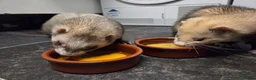 Ferret rodents for sale: Two male ferrets for adoption in Newbury - Advert 5