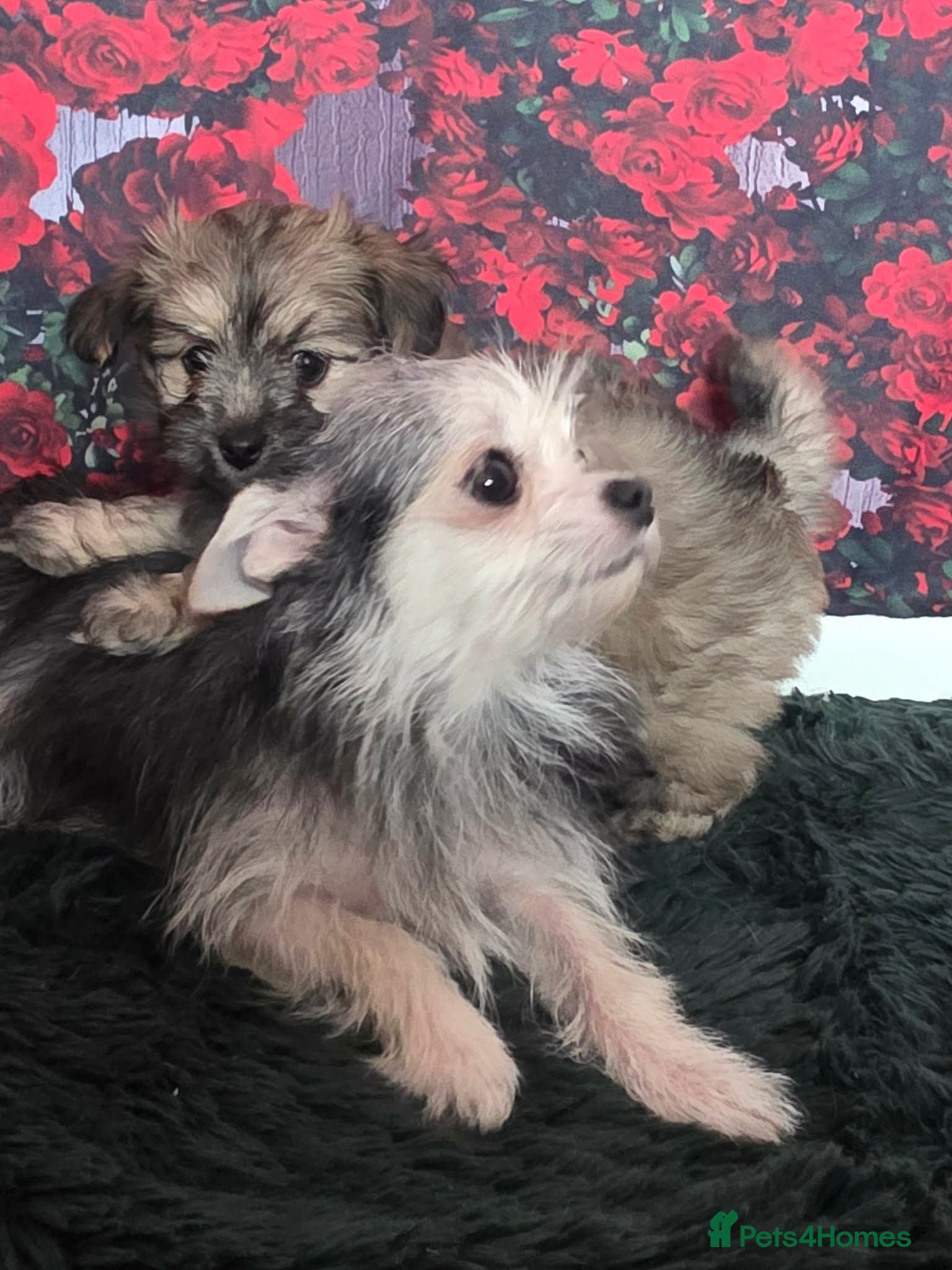 Mixed Breed dogs for sale: Stunning little malchi girl 🐾💖🐾 - Advert 6