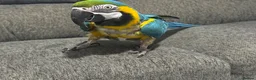 Macaws birds for sale: Blue and gold macaw 5 years old  - Advert 9