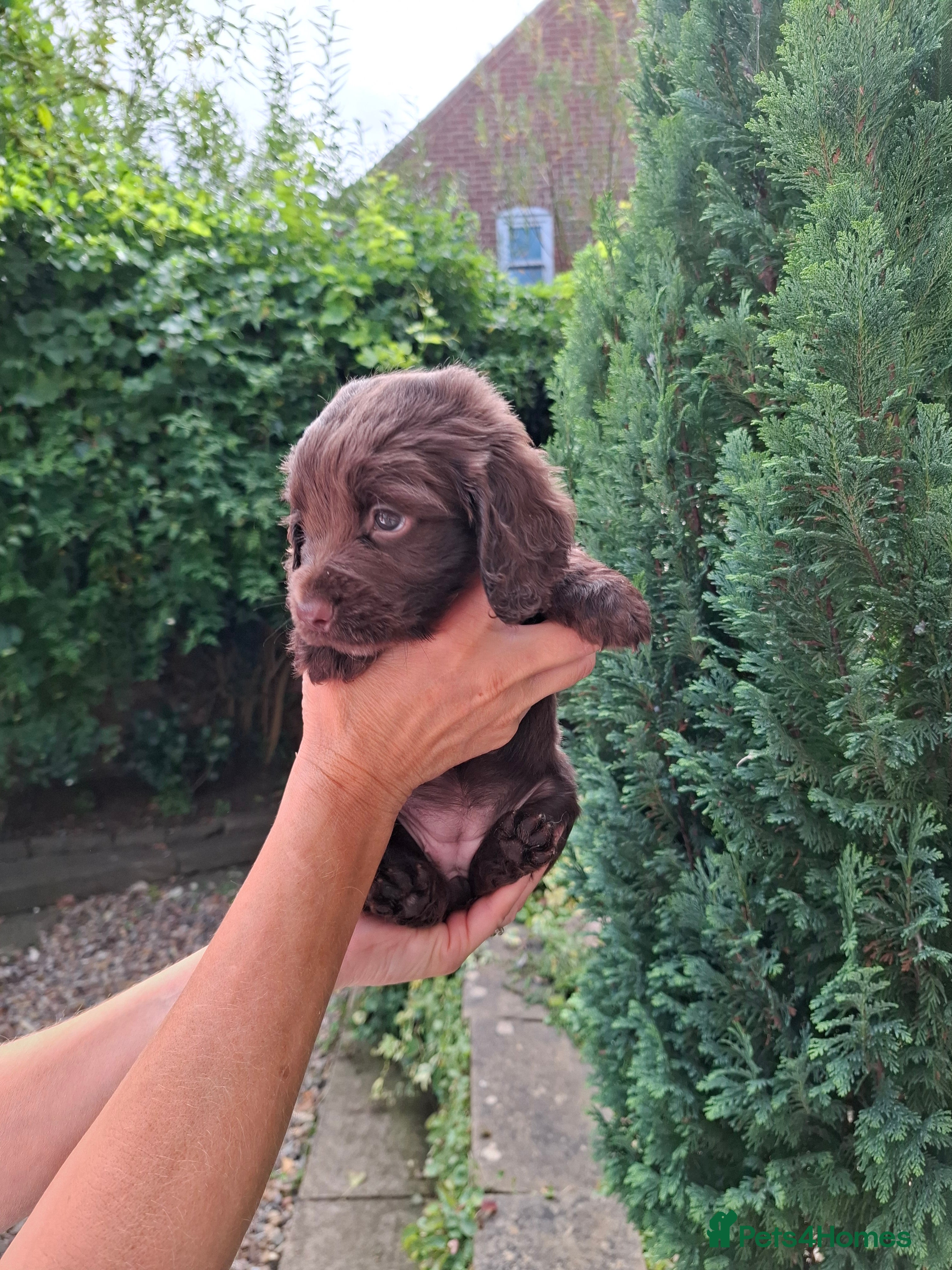Cocker Spaniel dogs Working cocker spaniel puppies kc reg - Advert 2
