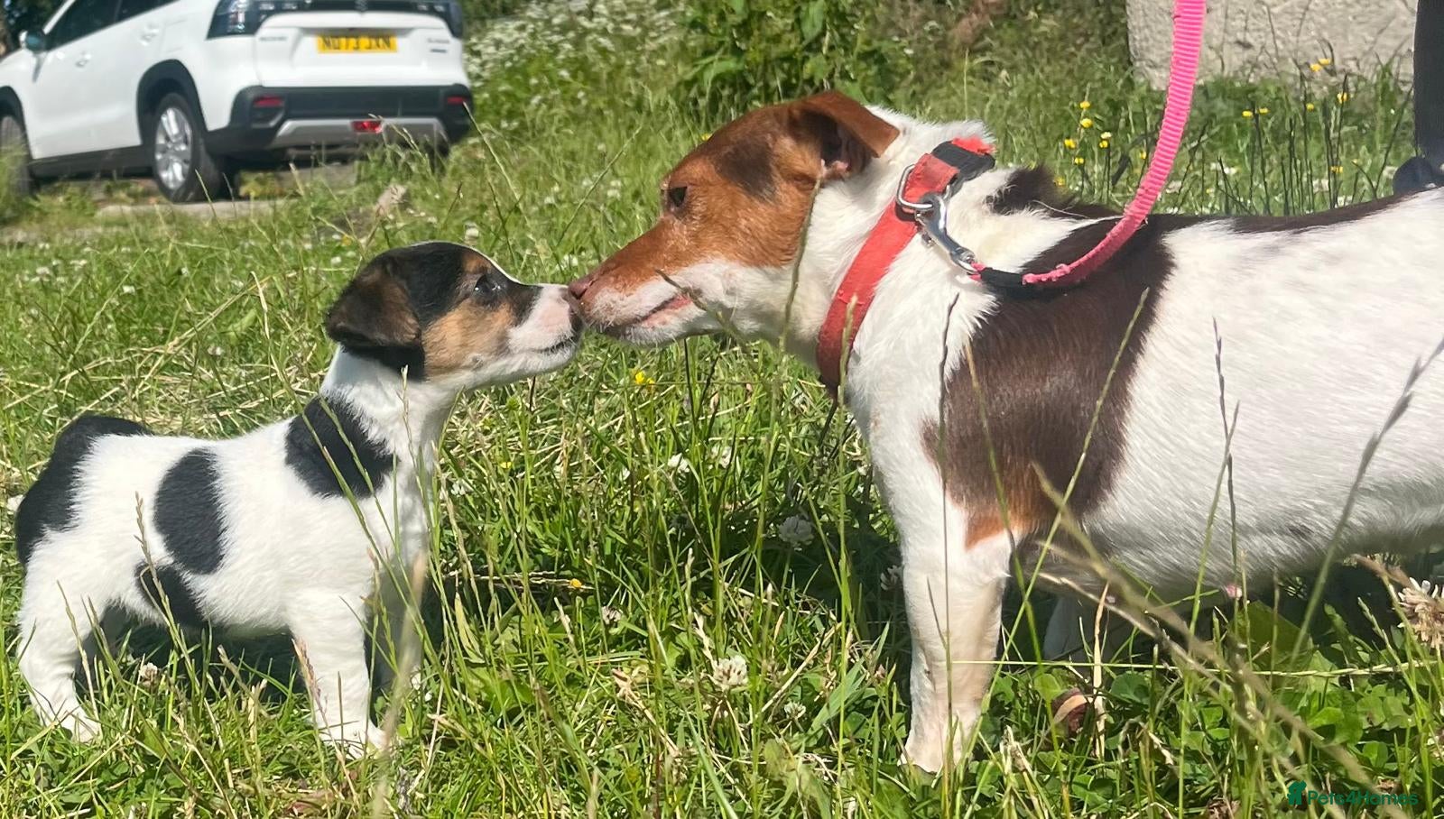 Jack Russell dogs Jack russel puppies - Advert 11