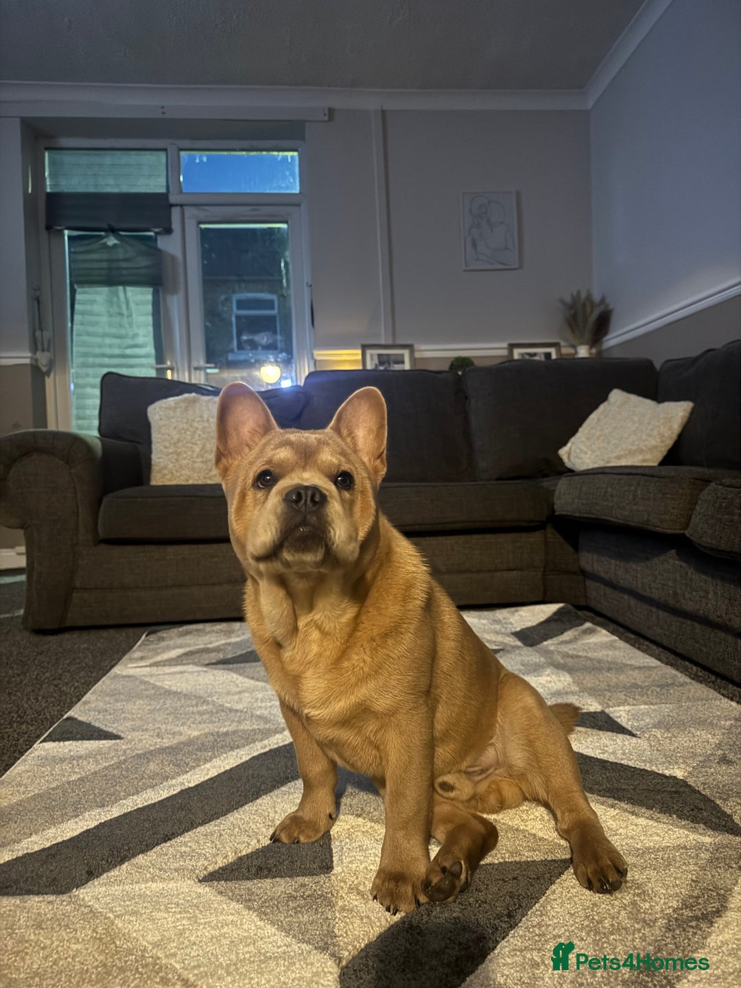 French Bulldog dogs for stud: STUNNING FRENCHIE X CHOW CHOW STUD 🐾🐶💙 - Image 6
