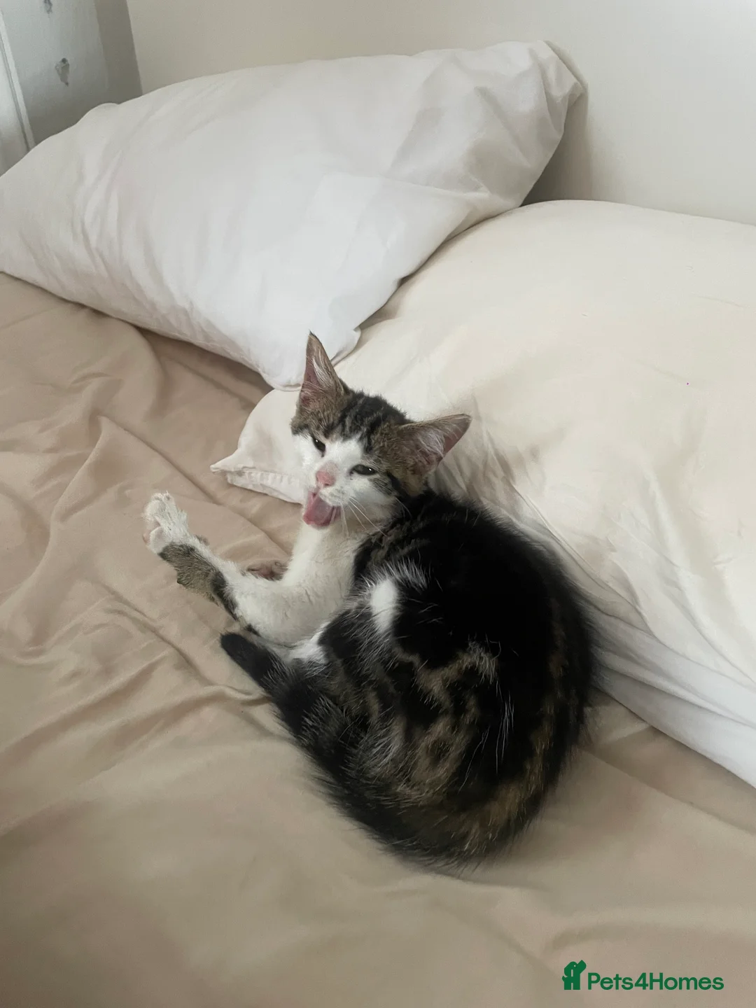 Mixed Breed cats for sale: Beautiful Playful Young Cats - Advert 18