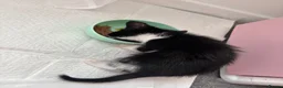 Mixed Breed cats for sale: 5 black and white kittens  in Leeds - Advert 11