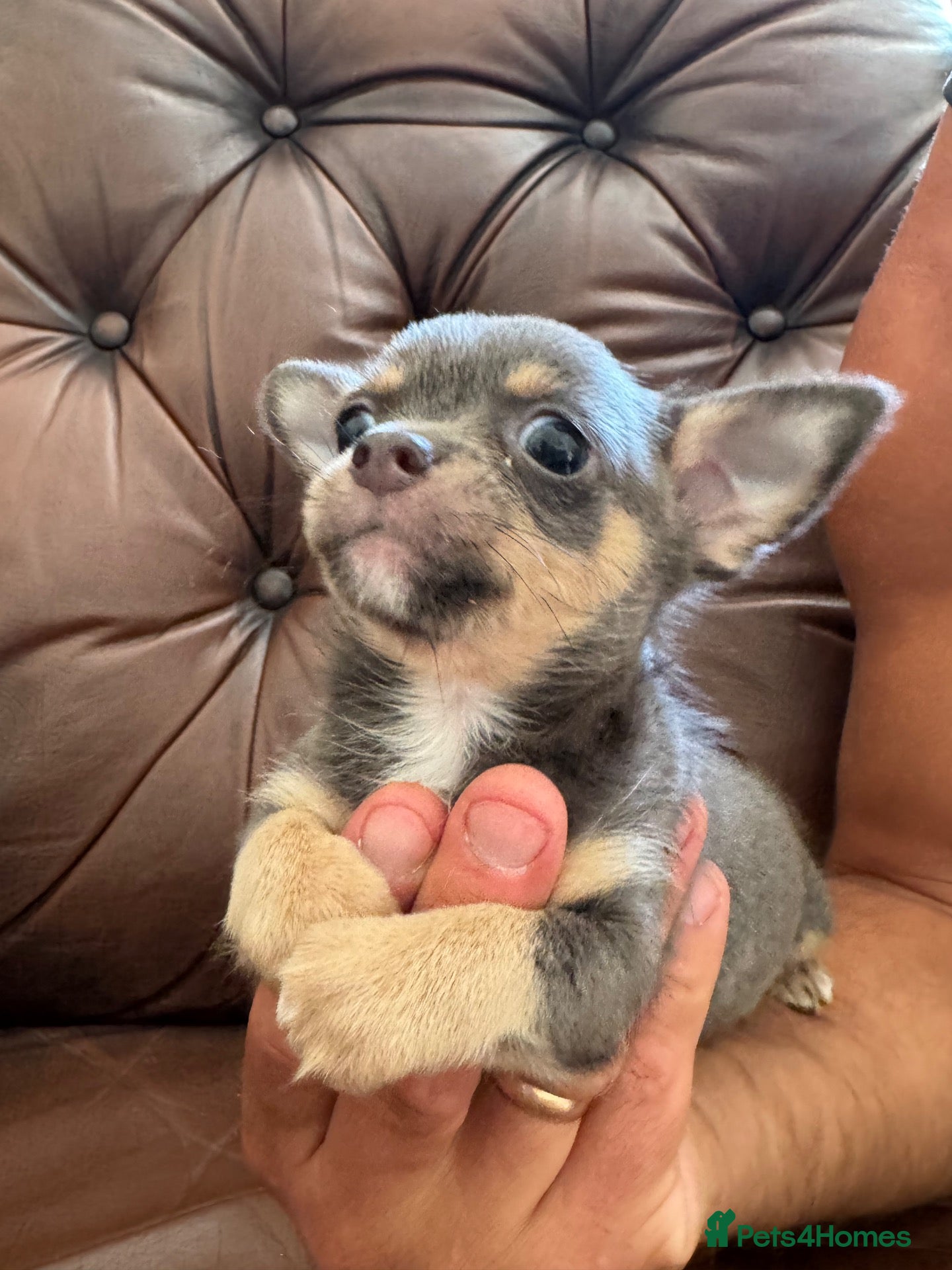 Chihuahua dogs 3 beautiful chihuahua pups - Advert 2