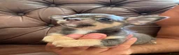 Chihuahua dogs for sale: 3 beautiful chihuahua pups - Advert 12