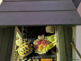 Tortoise reptiles - Advert 2