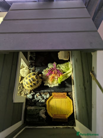 Tortoise reptiles - Advert 9