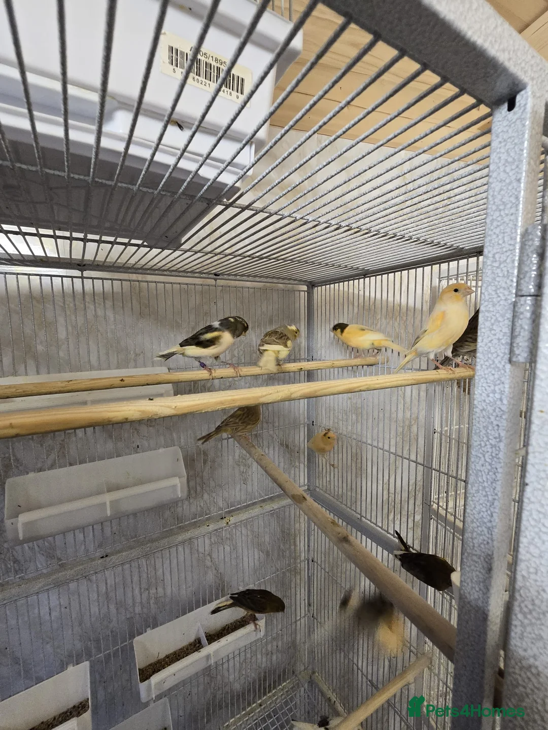 Canaries birds for sale: Beautiful healthy canaries for sale in Manchester  - Advert 5