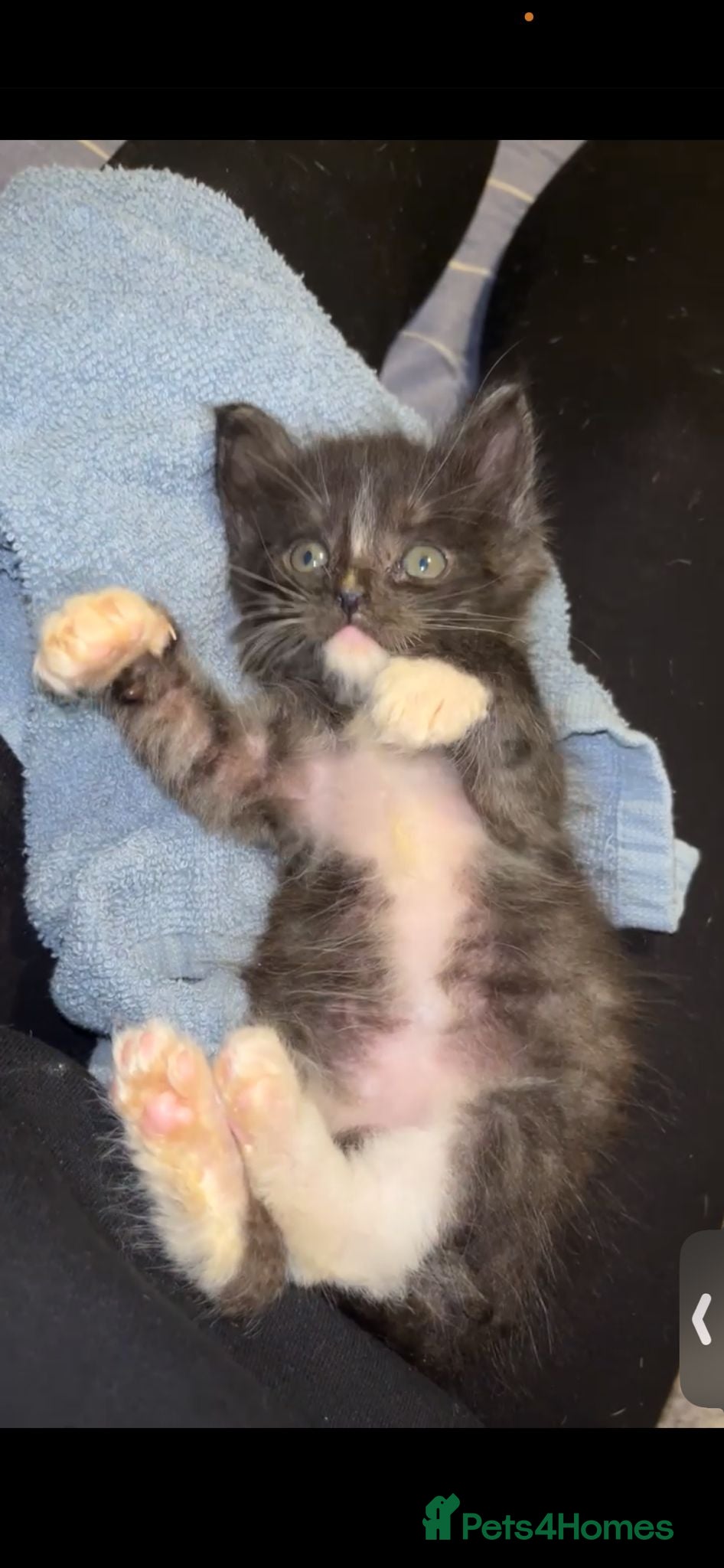 Mixed Breed cats MAINECOON X KITTENS FOR SALE 🩵🩷 - Advert 8