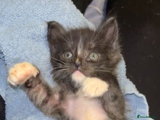 Mixed Breed cats MAINECOON X KITTENS FOR SALE 🩵🩷 - Advert 16