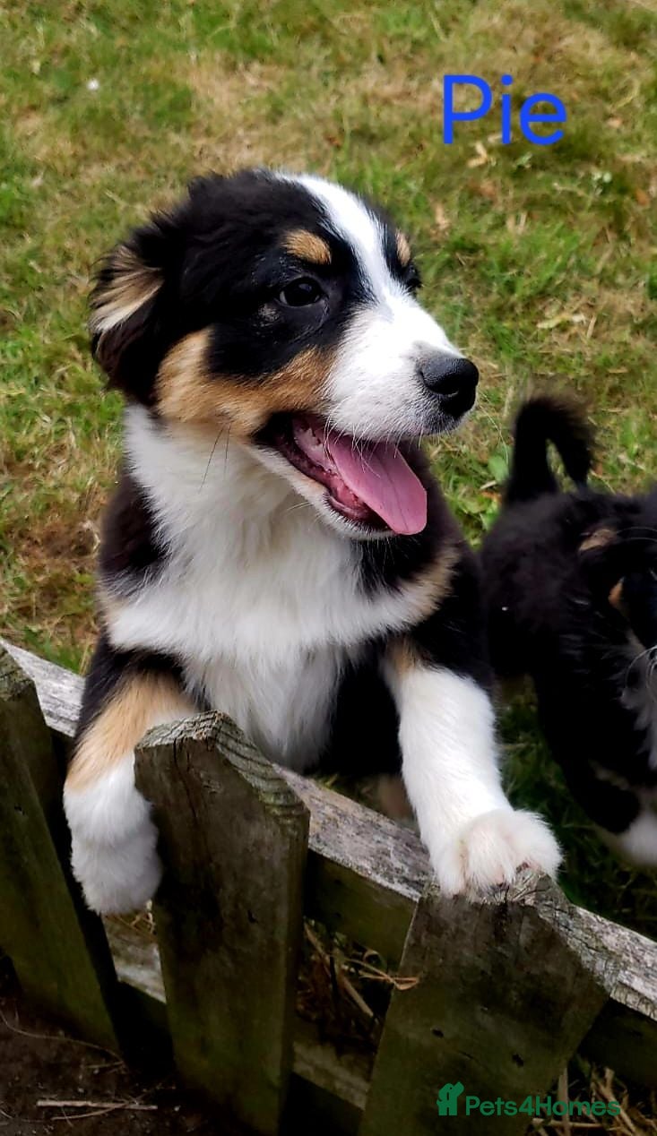Australian Shepherd dogs Australian Shepherd Pups Available Now - Advert 7