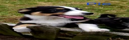 Australian Shepherd dogs for sale: Australian Shepherd Pups Available Now - Advert 3