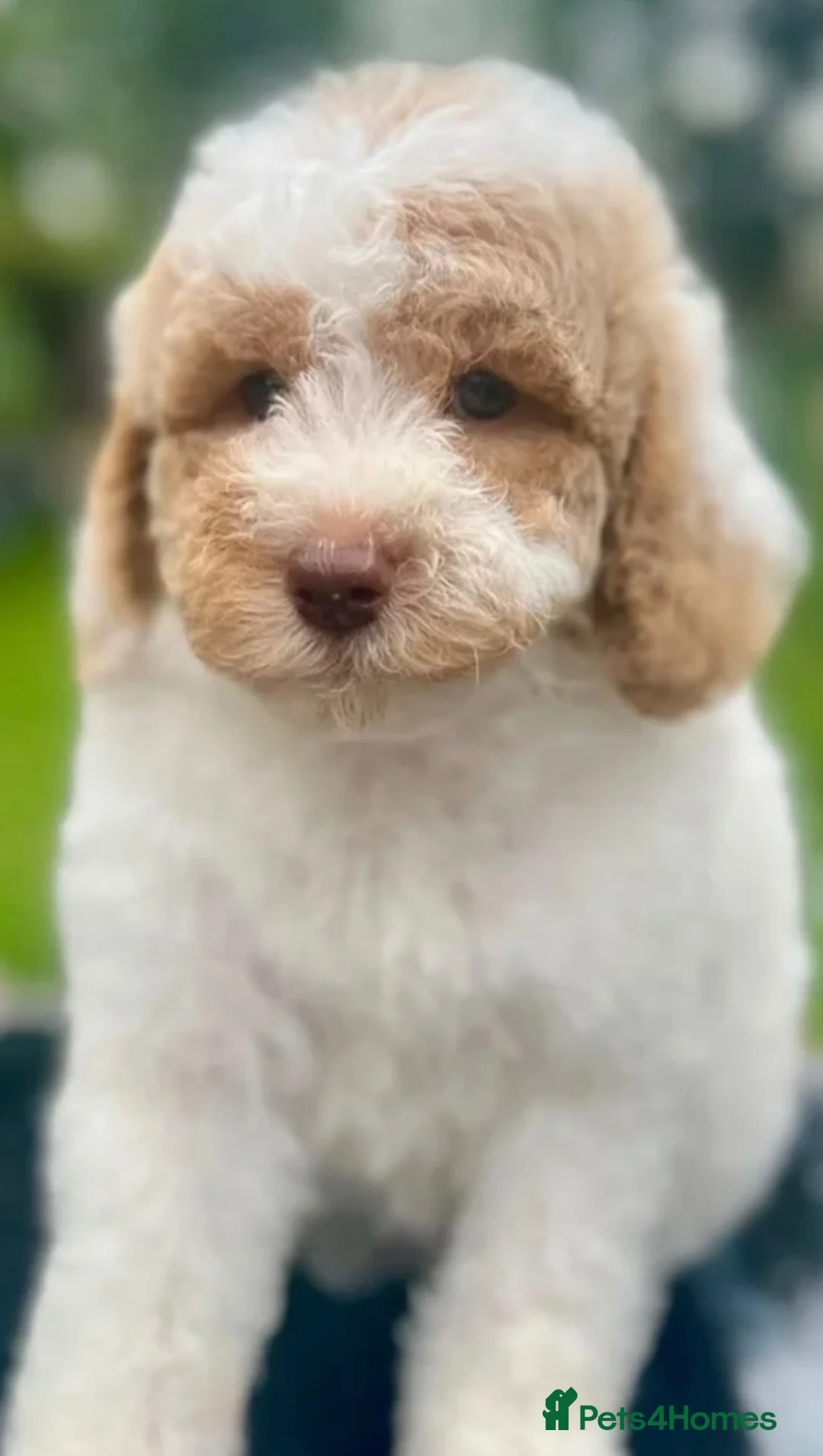 Miniature Poodle dogs for sale: Beautiful Adult Male - Advert 2
