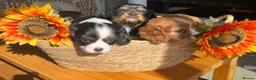 Cavalier King Charles Spaniel dogs for sale: KC Registered Cavalier puppies  - Advert 6