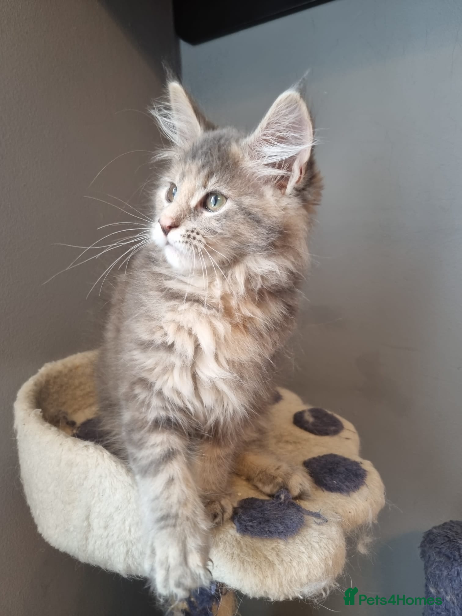 Maine Coon cats GCCF Regestered Maine Coon Kittens - Advert 15