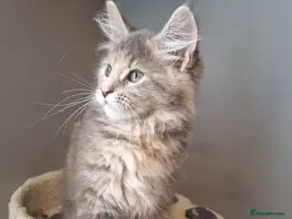 Maine Coon cats GCCF Regestered Maine Coon Kittens - Advert 15