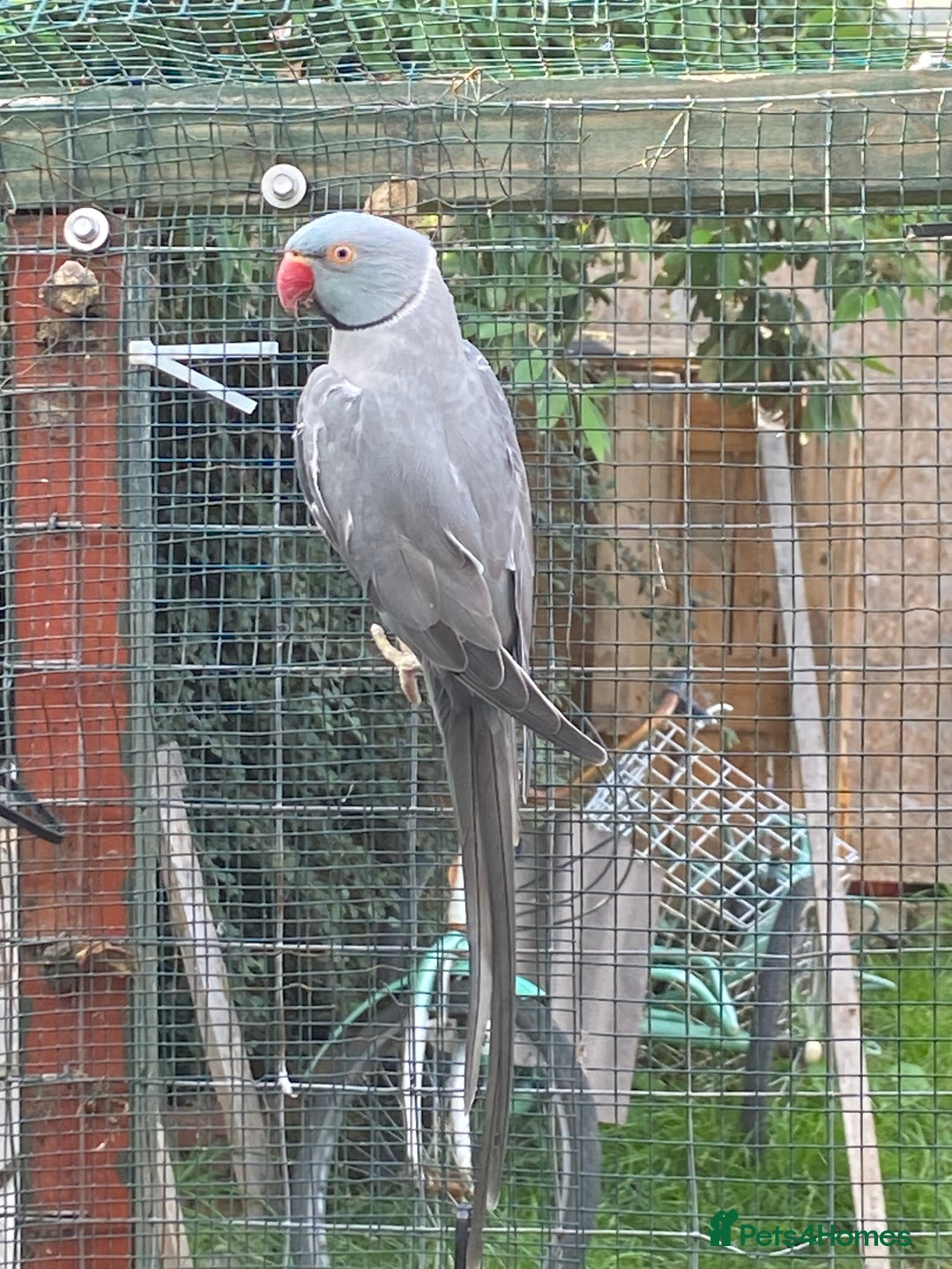 Ringnecks birds for sale: Bailey the grey IRN - Advert 1