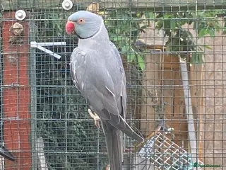 Ringnecks birds Bailey the grey IRN - Advert 9