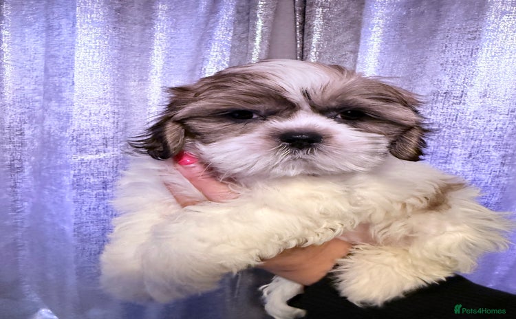 Shih Tzu dogs - Advert 1