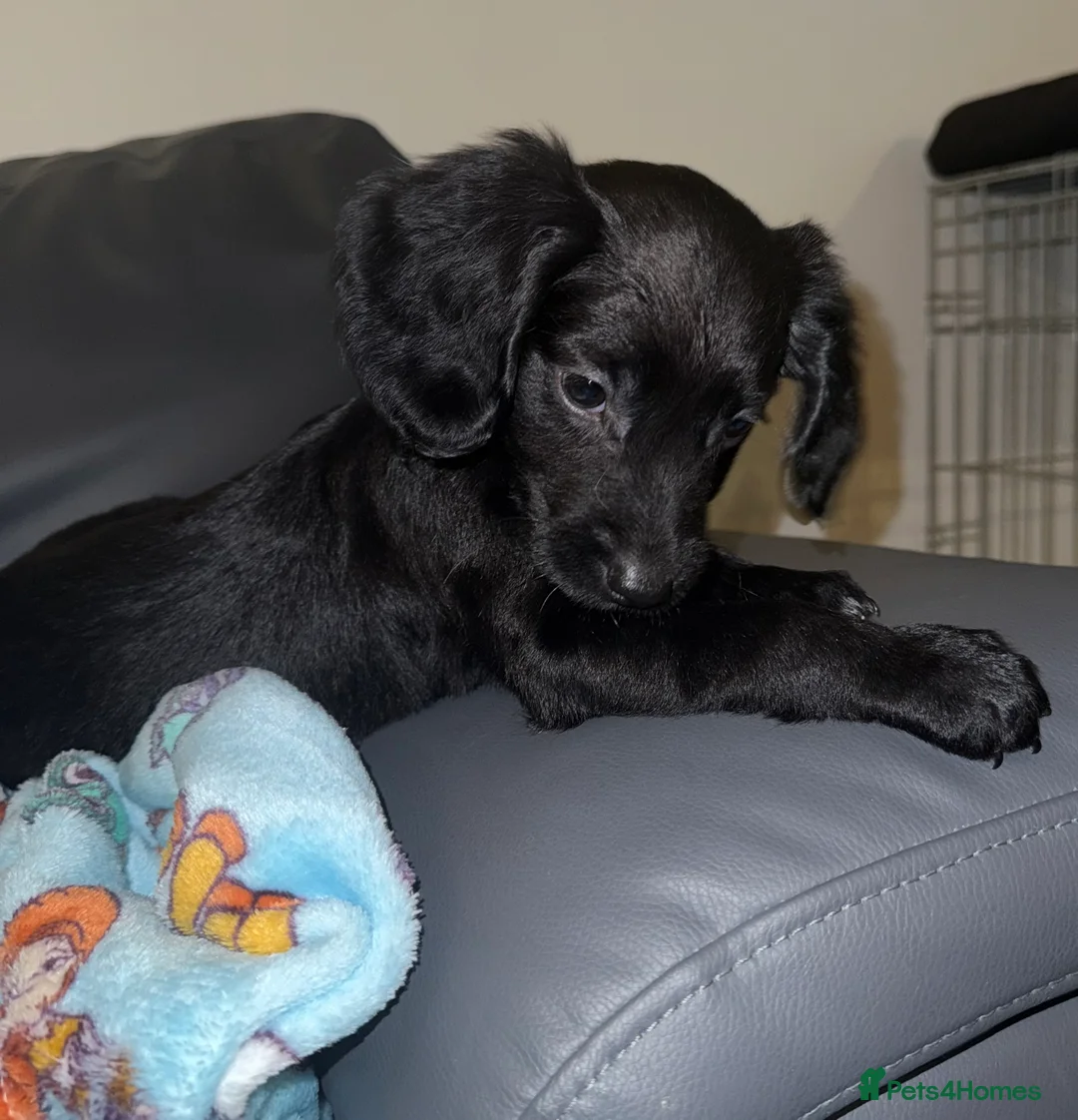 Mixed Breed dogs for sale: 2 boys 2 girls springer jacks ready now  - Advert 4