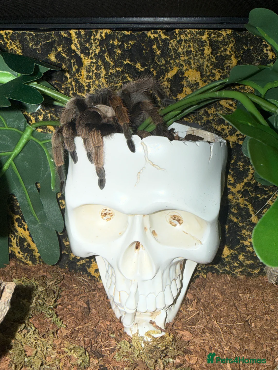 Tarantulas invertebrates for sale: Tarantulas wanted - Advert 7