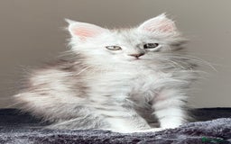 Maine Coon cats for sale: READY TO LEAVE  in Brighouse - Image 13