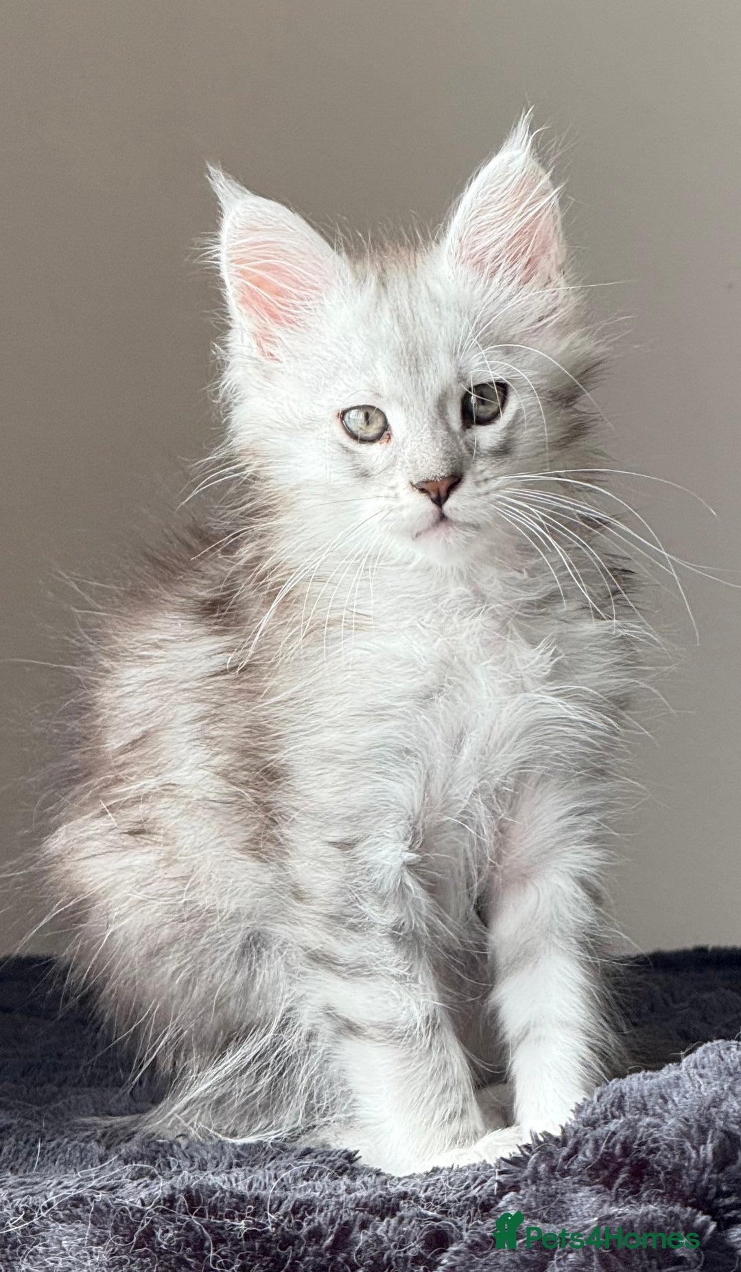Maine Coon cats for sale: READY TO LEAVE  in Brighouse - Image 13