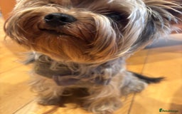 Yorkshire Terrier dogs for sale: Happy healthy Yorkshire terrier - Image 2