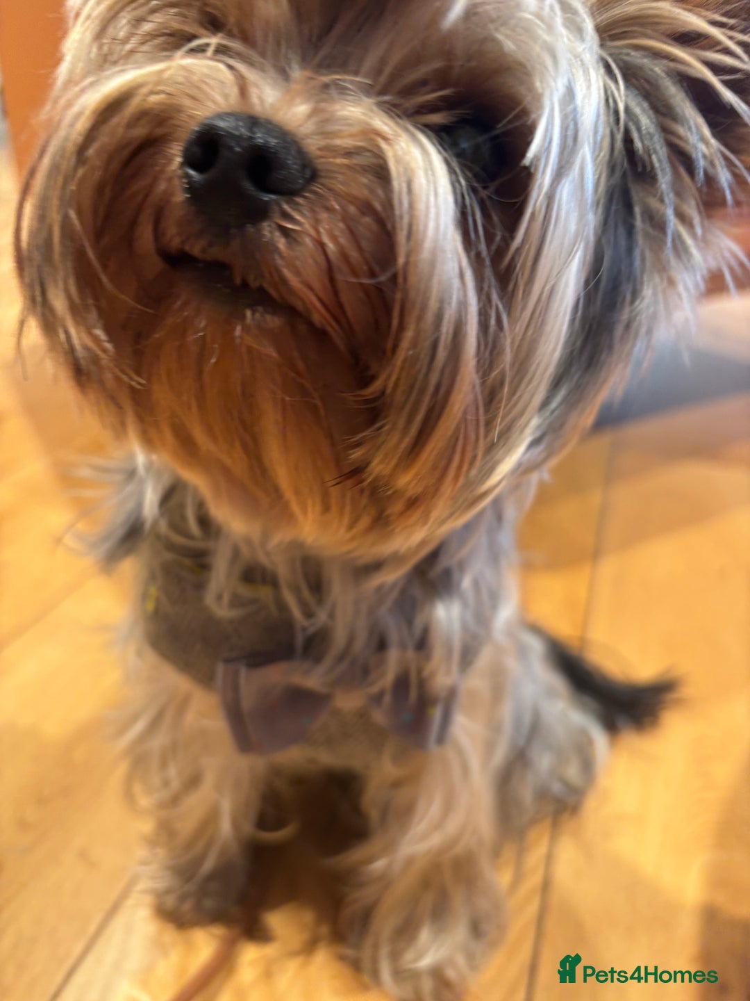 Yorkshire Terrier dogs for sale: Happy healthy Yorkshire terrier - Image 2