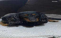 Miniature Dachshund dogs for sale: Stunning top quality miniature dachshund babies  - Advert 2