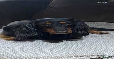 Miniature Dachshund dogs Stunning top quality miniature dachshund babies  - Advert 2