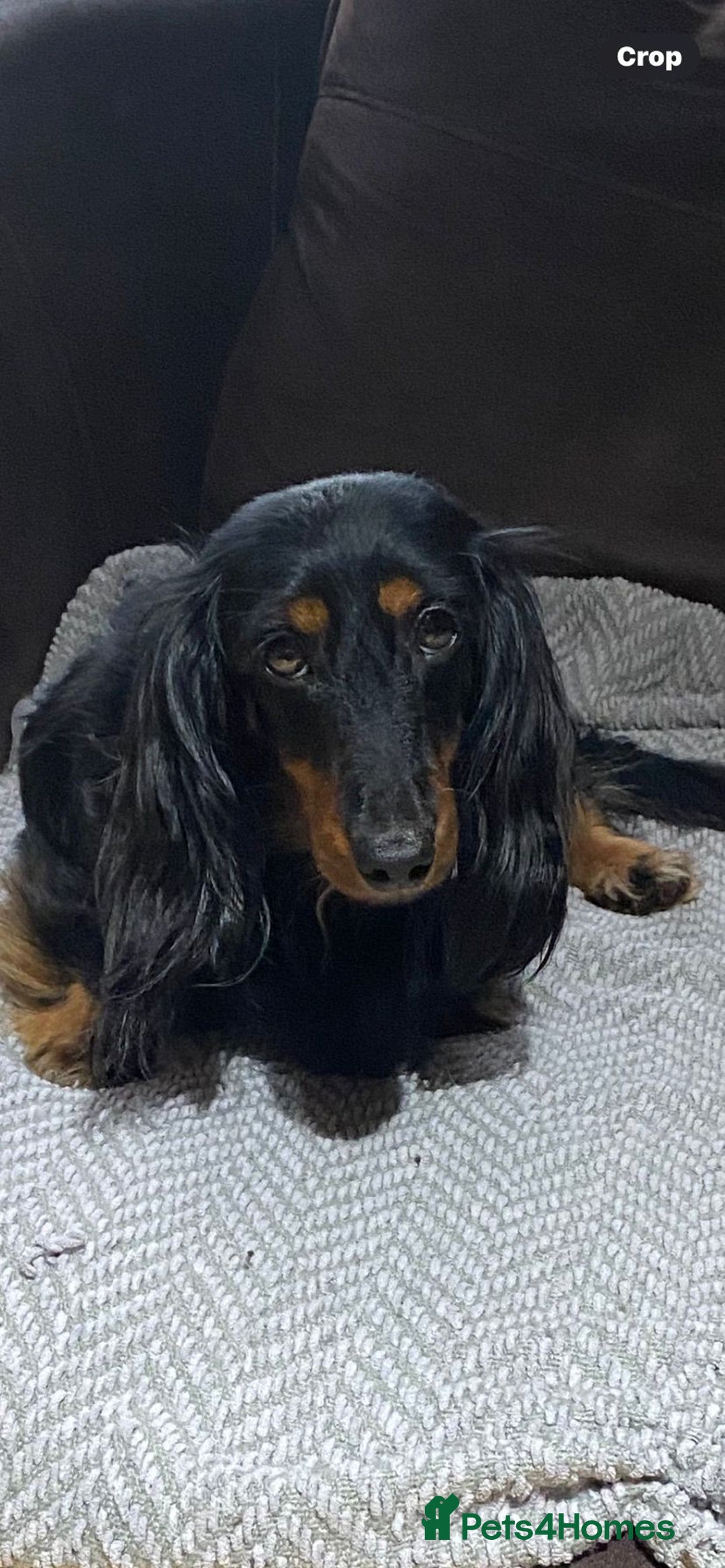 Miniature Dachshund dogs for sale: Stunning top quality miniature dachshund babies  - Advert 2