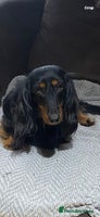 Miniature Dachshund dogs Stunning top quality miniature dachshund babies - Advert 1