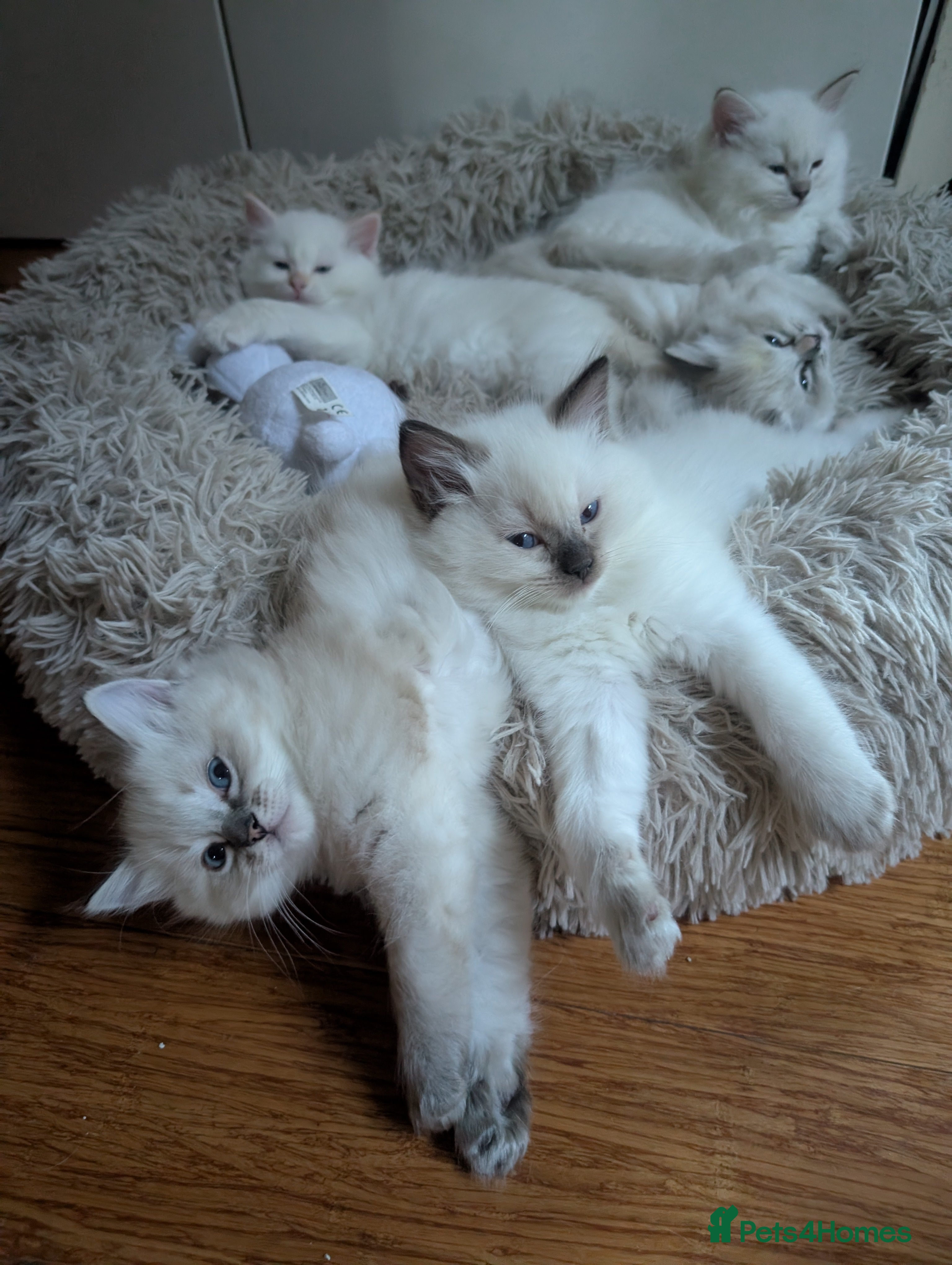 Ragdoll cats  🐾 Beautiful Ragdoll Kittens Available 🐾 - Advert 12