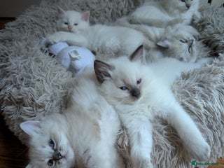 Ragdoll cats 🐾 Beautiful Ragdoll Kittens Available 🐾 - Advert 4