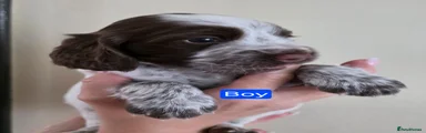 Cocker Spaniel 1