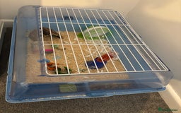Hamster rodents for sale: Roborovski dwarf hamster - Image 1